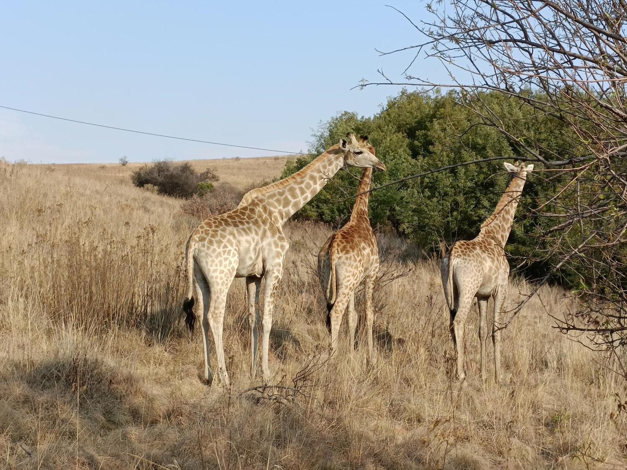 Sedgefield Lodge Witbank Buitenkant foto